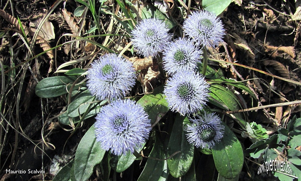 25 Settebello di Globularia..JPG